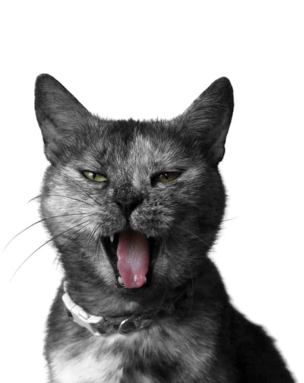 Magnolia Veterinary Hospital Careers