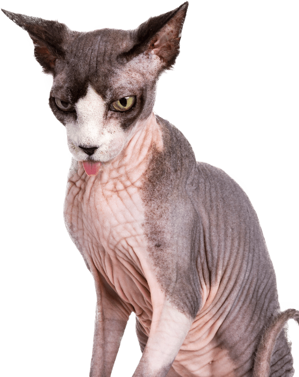 Magnolia Veterinary Hospital Forms Page