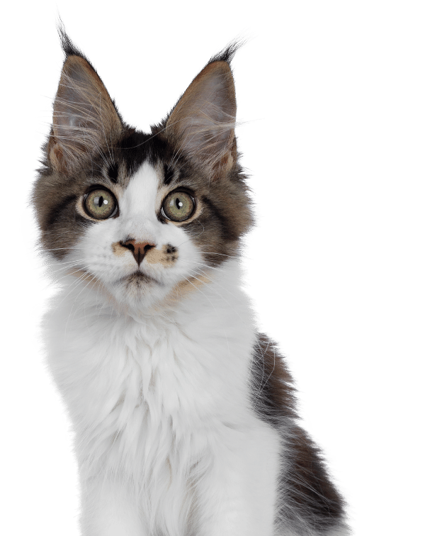 Magnolia Veterinary Hospital Helpful Links