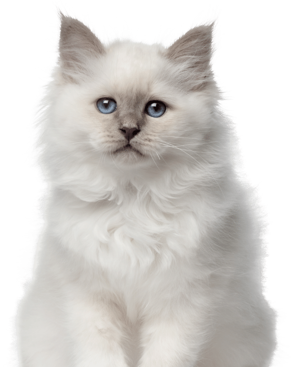 Magnolia Veterinary Hospital Main Service Page