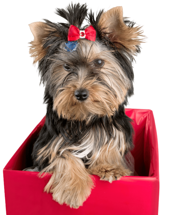 Magnolia Veterinary Hospital Team Page