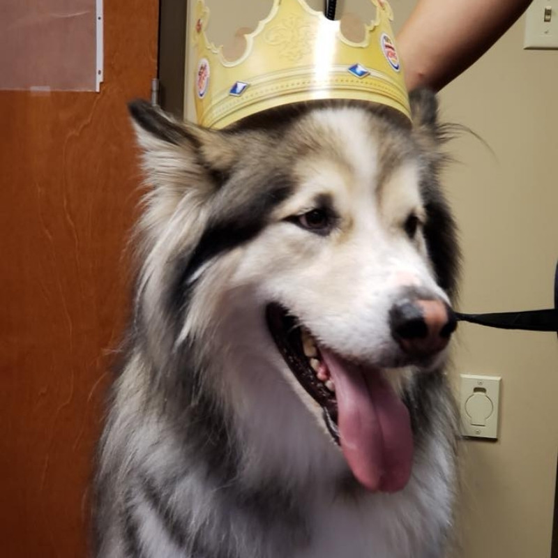 Magnolia Veterinary Hospital big dog with crown