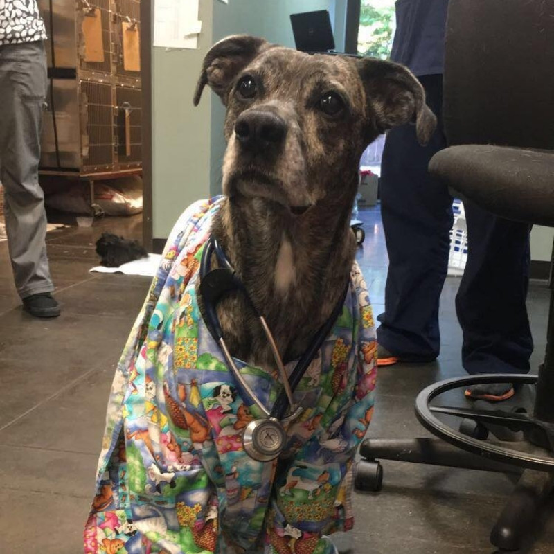 Magnolia Veterinary Hospital dog with vet clothes