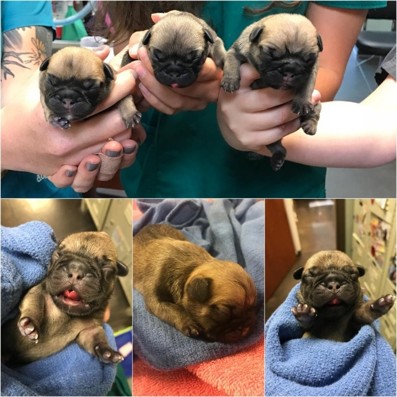 Magnolia Veterinary Hospital new born puppies