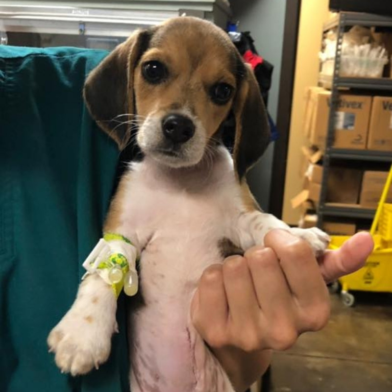 Magnolia Veterinary Hospital puppy beagle