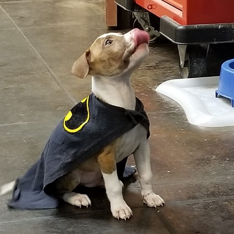 Magnolia Veterinary Hospital puppy with batman cape