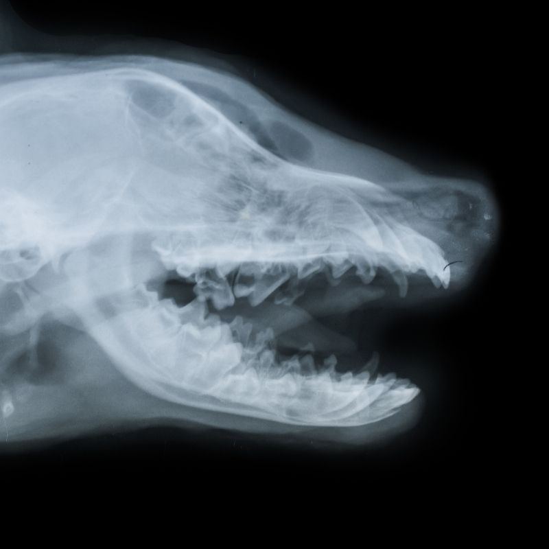 Pet Dental X-rays & Tooth Extractions