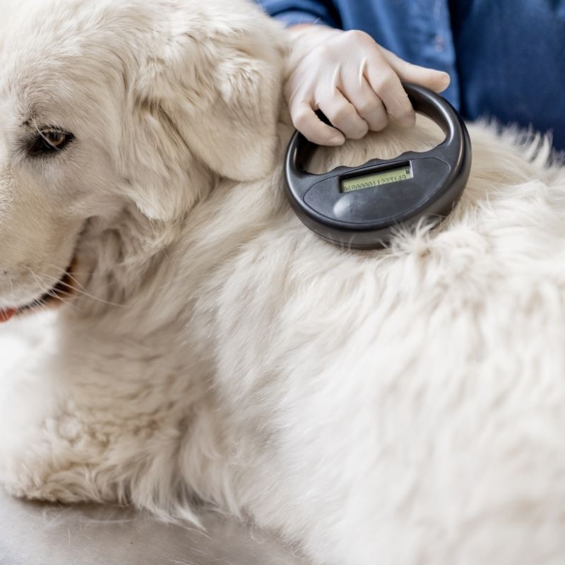 Pet Microchipping