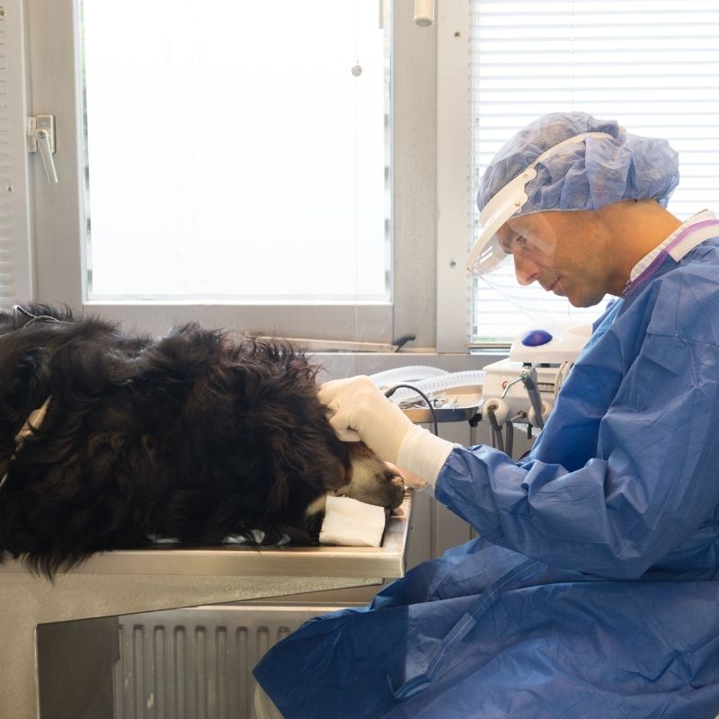 Pet Orthopedic Surgery