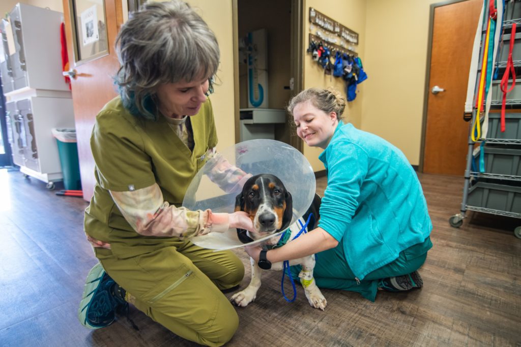 Veterinary Referrals Anderson, SC Magnolia Veterinary Hospital