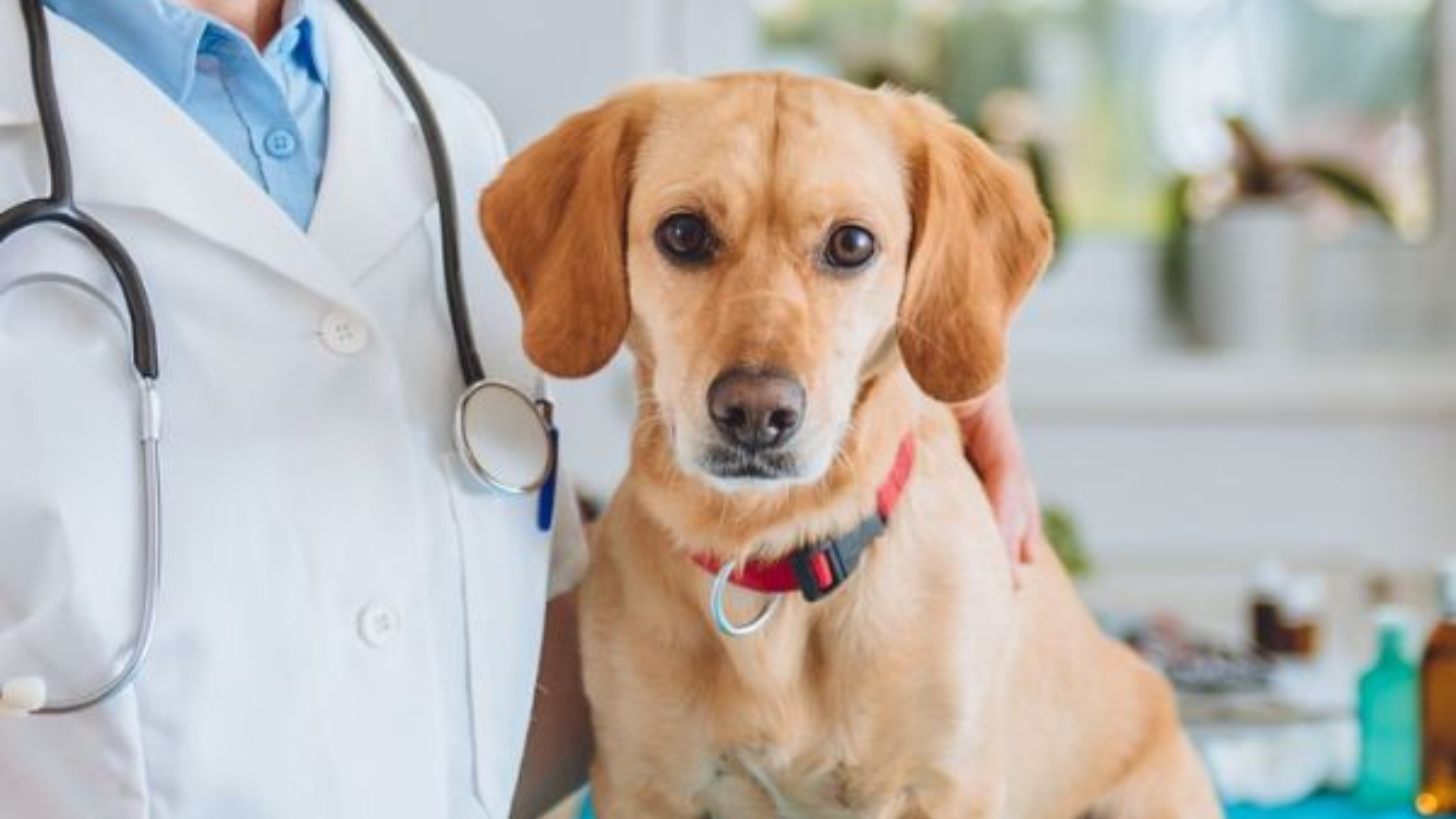 blood bank A vet holding a dog