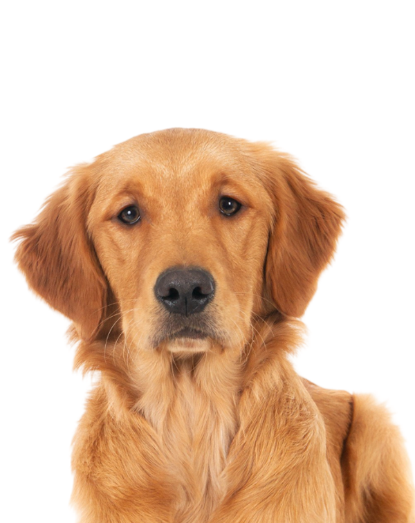 dog sit